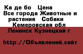 Ка де бо › Цена ­ 25 000 - Все города Животные и растения » Собаки   . Кемеровская обл.,Ленинск-Кузнецкий г.